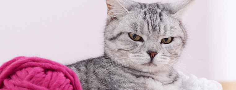 Jak najlepsze wykorzystanie czasu na zabawę z kociakiem