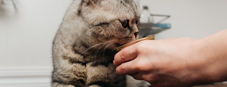 Jak powstają karmy mokre dla kotów