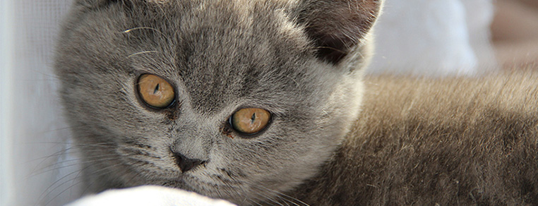 Jak przyzwyczaić kota do nowego domu?