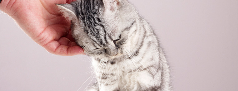 Jak sprawdzić stan zdrowia kotka?