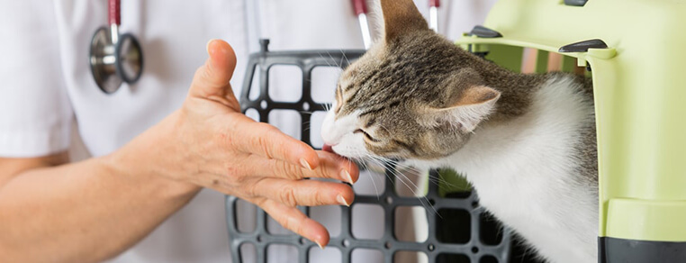 Jaki transporter wybrać dla kota?