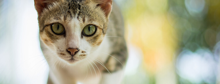 Kastracja/sterylizacja kocura i kotki