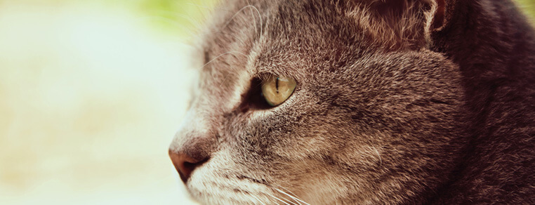 Kiedy kot staje się kocim seniorem?