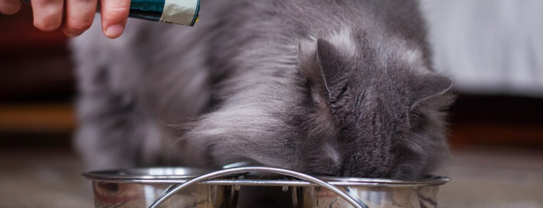 Konserwanty i przeciwutleniacze w karmach gotowych dla kotów