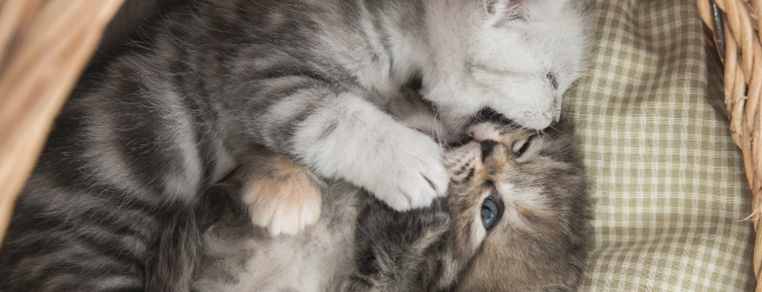 Naturalne zmysły Twojego kotka