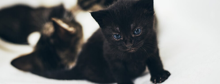 Podstawy żywienia kociąt