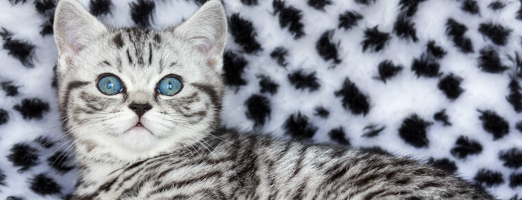 Specjalne diety na alergie pokarmowe