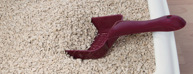 Trening czystości, czyli jak nauczyć kota korzystania z kuwety