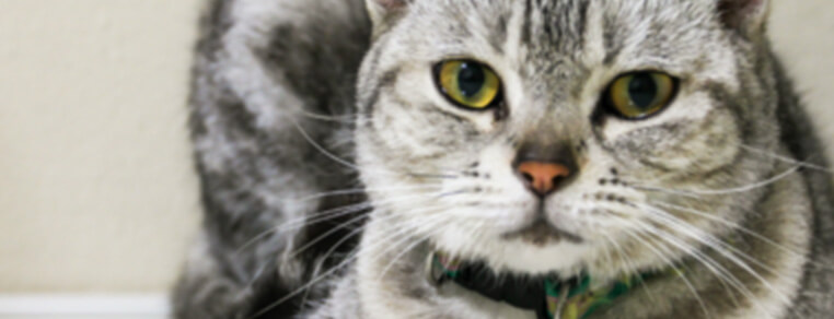  Waga kota / Masa ciała kota