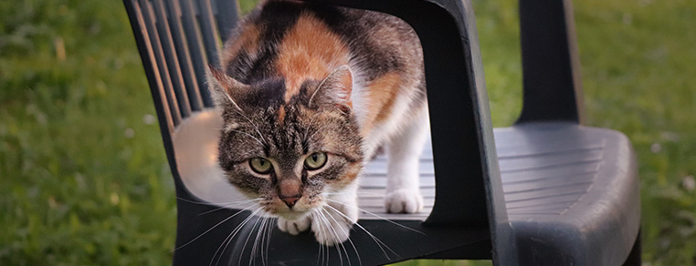 Zabawa ze starszym kotem