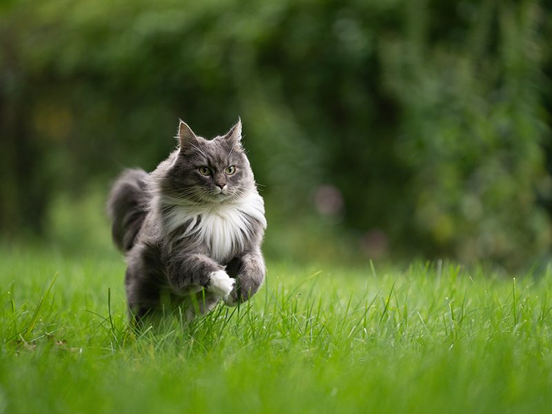 Kot rasy Maine Coon bawiący się w trawie